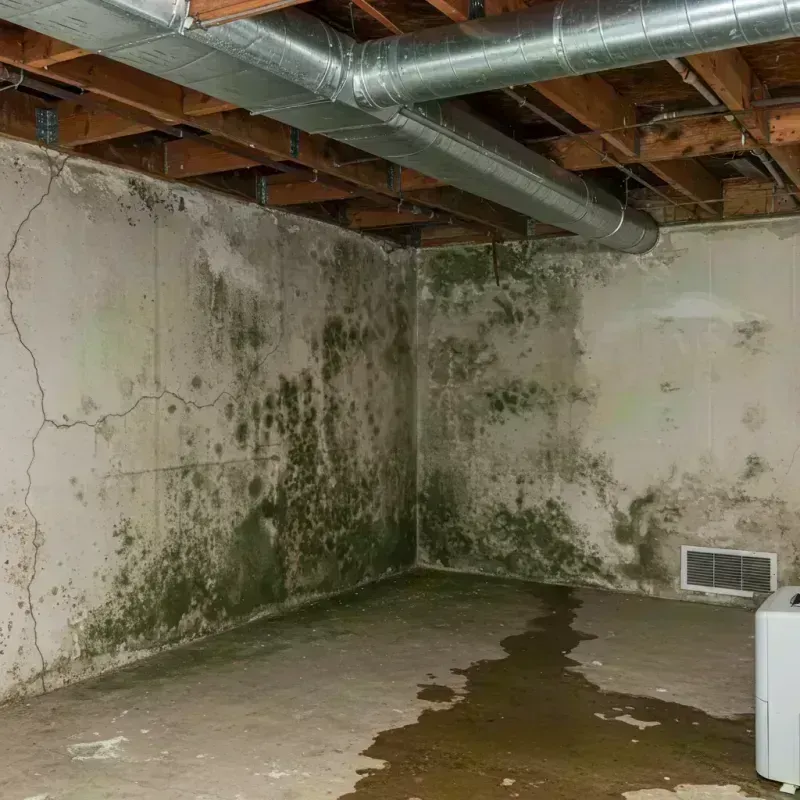 Professional Mold Removal in Greenville, IL